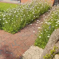 Winton Clay Pavers