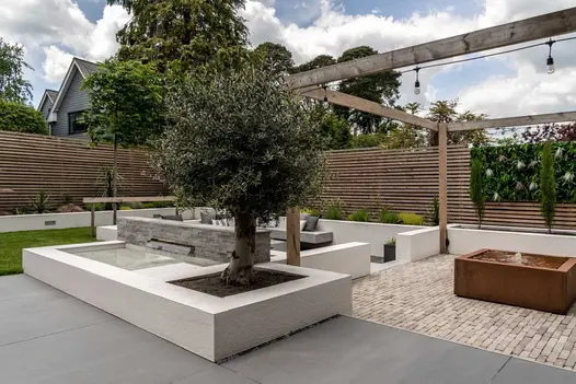 Mature olive tree planted in a white rendered raised flower bed surrounded by Sidewalk porcelain and clay pavers.