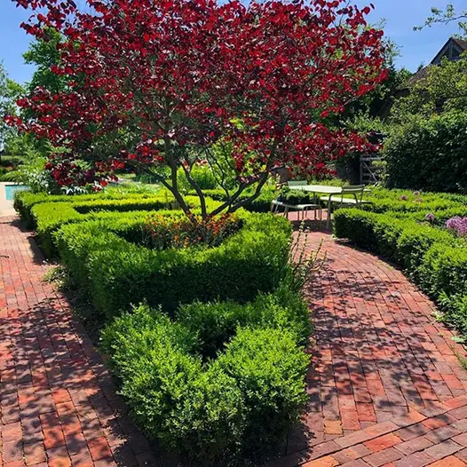 Large bush with red leafy tree sits in the middle of a path of Dorset antique clay pavers, leading to a swimming pool.