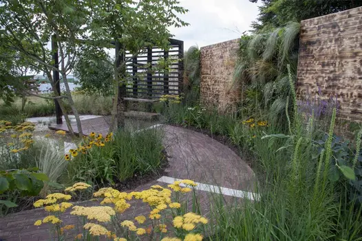 Wide path of Bexhill clay paving curves between continuous beds of tall yellow-flowering plants and leads to pergola.