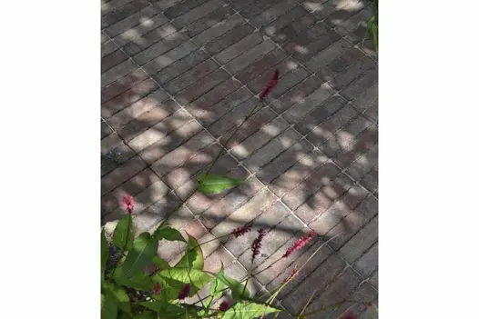 Close view of Bexhill clay pavers, laid stock bond, showing dark red and grey colouring, in dappled shade, with Persicaria blooms.