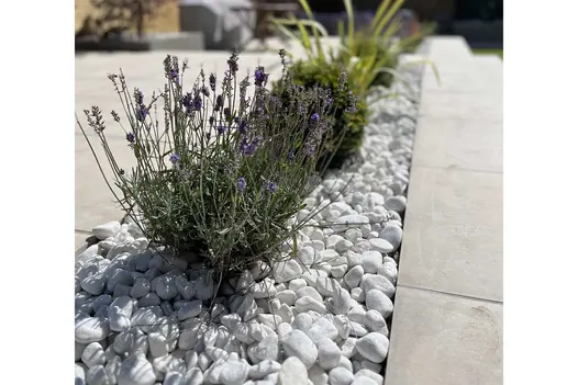 Close up shot of lavender, planted with white decorstive stones, Venetian Beige Porcelain Paving used alongside.