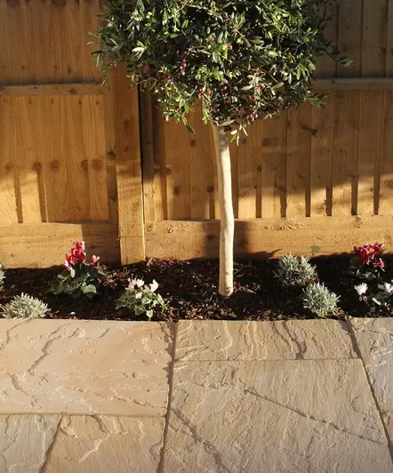 Small olive tree in narrow border between fence and Camel Dust Indian sandstone paving which shows riven surface.