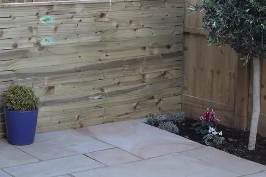 Small blue pot with box hedging sits next to wooden plank fencing on Camel Dust Indian sandstone paving. Olive tree in bed to right.