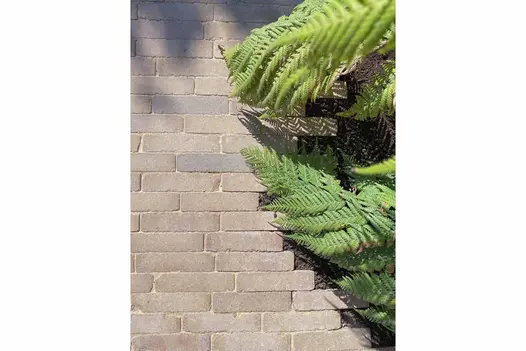 Close view from above of Charcoal Grey clay pavers in the Alpha Collection, showing even beige- pink colouring, with fern leaves.