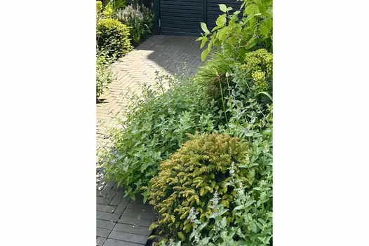 Herringbone pattern of the charcoal grey pavers used as a pathway to a gate, overflown green plants line the path.