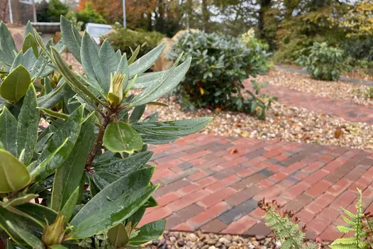 Low view of strips of Bexhill clay pavers divided by gravel areas, with small rhododendrons. Car and mature trees in background.