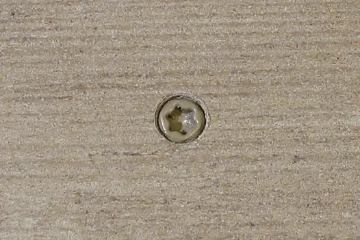 Cinnamon composite decking board with Cinnamon colour match screw fixed to the middle of the board.