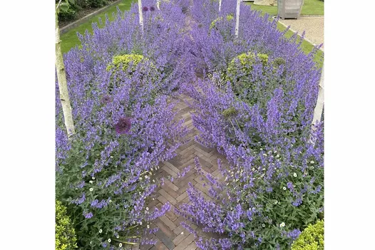 Purple-flowering Russian sage spills onto straight path of Derby clay pavers from beds on either side. Gravel drive to right. 