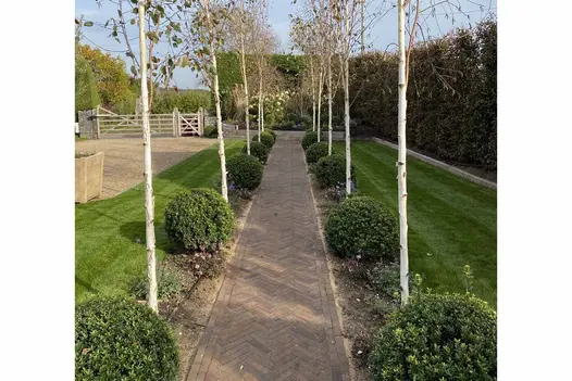 Straight path of Derby clay pavers laid herringbone runs between symmetrical beds of topiary and silver birches. Lawn on either side.
