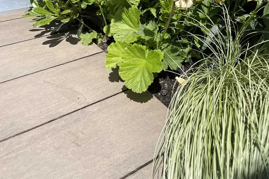 Close-up of edge of Chestnut Brushed DesignBoard composite decking, plants spilling over. Laid by Stewart Landscape Construction.