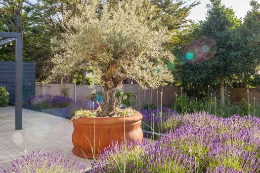 Large olive tree in terracotta pot sits on Cinnamon DesignBoard composite deck next beds of lavender. Design by Simon Orchard.