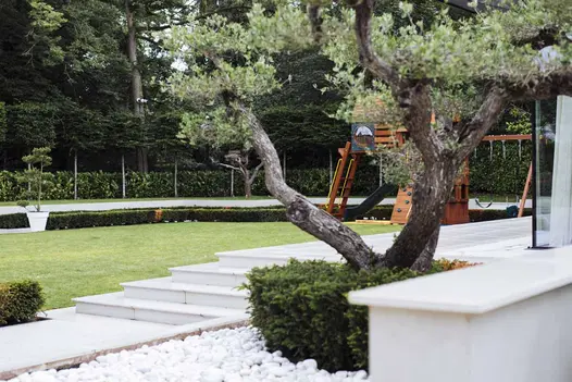 4 Faro porcelain steps descend from matching patio to paved area next to lawn with box hedge edging. Multi-stem tree in foreground.