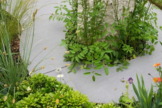 Trendy Black Porcelain Paving with specific cuts to allow a tree to grow from the middle, bordered with colourful planting.