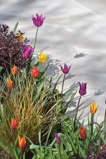 View down across bed planted with colourful tulips to Jura Beige smooth limestone paving laid with matching grout.