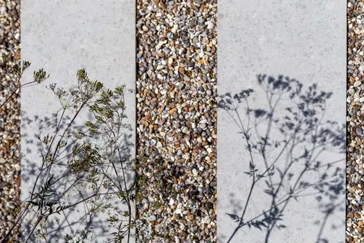Umbelliferous seed heads cast shadows onto 2 narrow Jura Grey sawn limestone paving slabs laid into gravel.
