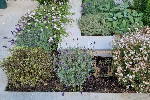 Corner of planted bed set within a bed, with Contemporary Grey sawn sandstone coping stones capping edges to both.