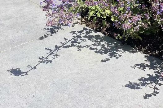 Plants from a low flower bed spilling over and casting shadows onto the Anthracite porcelain paving.