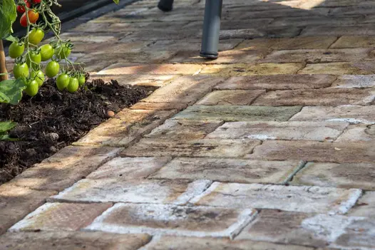Ground-level view of London Mixture clay pavers next to a flowerbed of tomato plants inside a shed, showing variation.