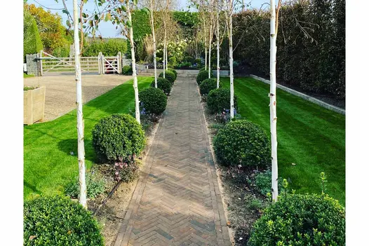 Path of Derby clay paving laid herringbone between topiary balls, silver birches and grass borders runs along edge of large drive.