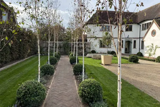 Straight path of Derby clay paving laid herringbone runs between 2 matching rows of silver birches and box balls, by front of white house.