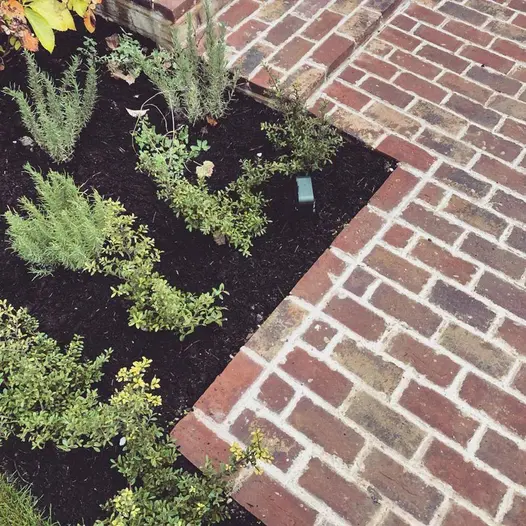 Paved area of Old English clay bricks laid with pointed joints creates edge to bed planted with small herbs and shrubs. 