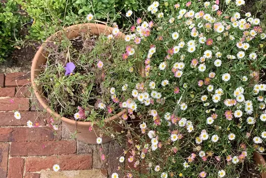 Terracotta pots with relaxed planting, seen from above, sit on Old English clay paving laid edge on, next to low hedging.