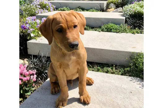 Puppy sits on first of 4 Silver Grey porcelain bespoke steps, with downstand, each separated by creeping plants and flowers. 