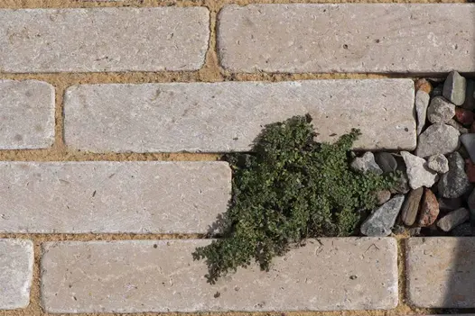 Close up of egyptian beige limestone pavers shows fossils and texture, sanded joints and pebble and plant offsets. RHS Tatton Park.