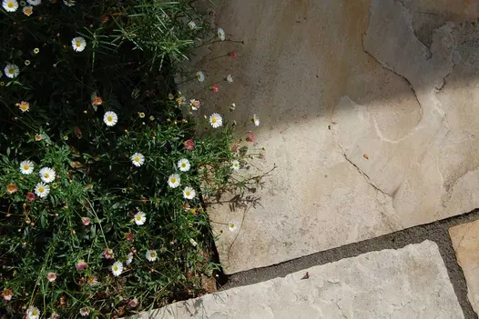 Close overhead view of Tumbled Mint riven sandstone paving slabs, with dark joints, next to erigeron-planted border.