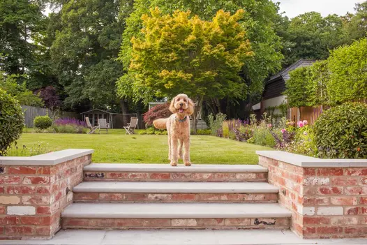 Cockerpoo stands at top of 3 Jura Grey limestone bullnose steps with brick risers leading to lawn between matching flanking walls.