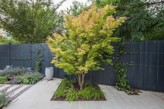 Path of Beige smooth sandstone plank paving and gravel meets paved area with small tree and planting in inset bed next to fence.