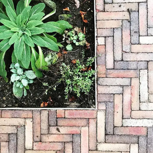 Overhead view of corner of planted bed, set into Bexhill clay paving laid in herringbone pattern. Design by Sprout Up.