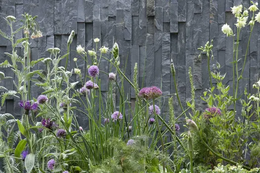 Vertical black slate cladding seen with flowers blooming in front, texture and colour from the stone cladding seen in close up view.