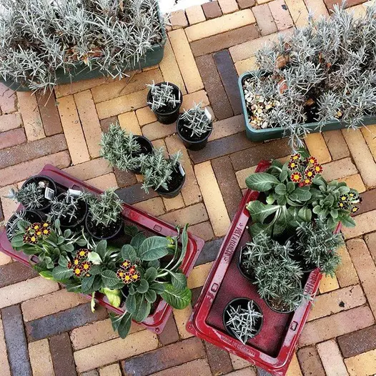 Bird's-eye view of Aldridge clay pavers with growing plants arranged in an artistic way, ready to be planted into flowerbeds.