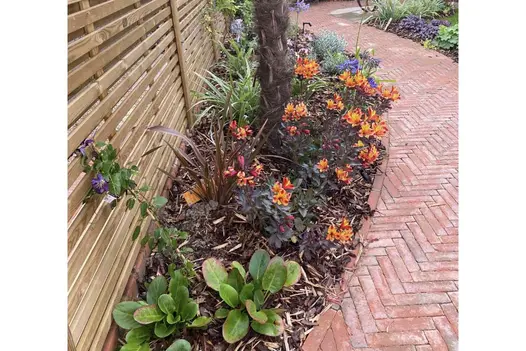 Path of Seville play pavers curves past bed with orange flowering plants next to slatted fence. Design by Thea Pitcher.