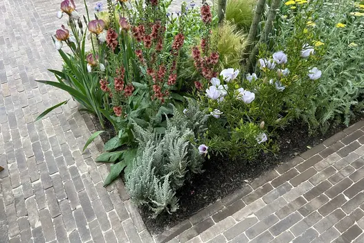 Corner of bed planted with rust and white flowers in midst of Verona clay paving laid running bond in 2 directions.