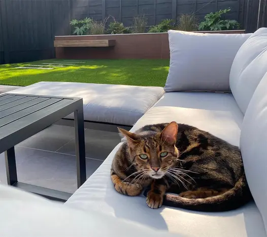 Tabby cat sits on outdoor lounge furniture with raised planters in the background clad in Vintage Steel Premium Designclad.