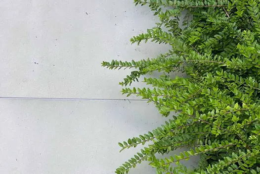Close up shot of Yard 1200x1200 Porcelain paving with Lonicera pileata creeping its way over the large patio slabs.